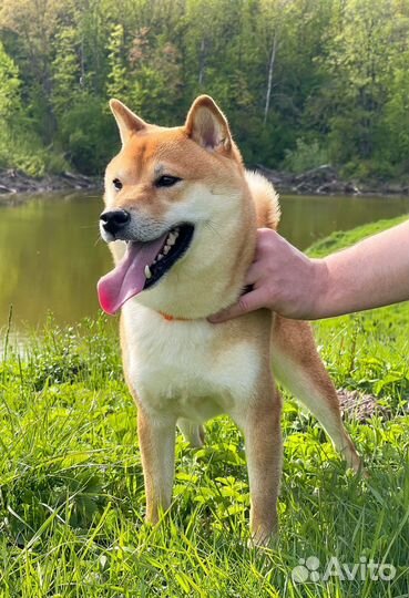 Вязка кобель сиба-ину