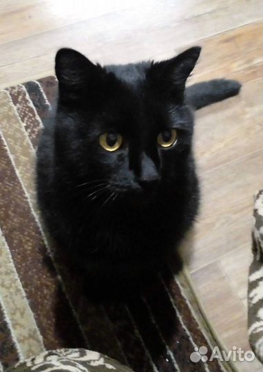 Потерялся кот