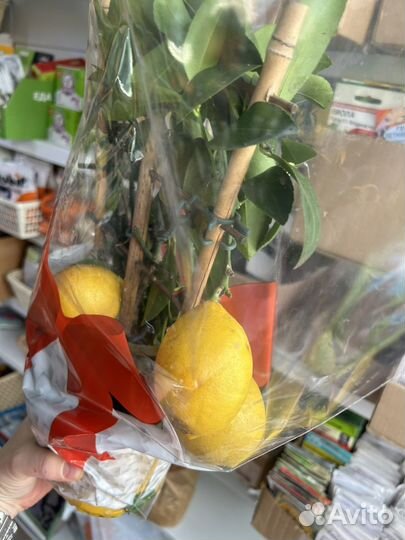 Лимон плодоносящий