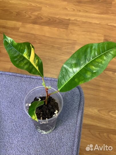 Кротоны Т16, Анх тонг, Ромб