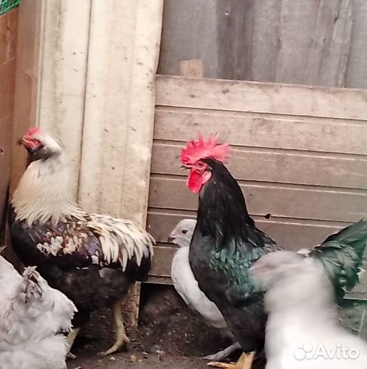 Инкубационное яйцо домашних кур