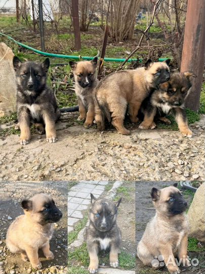 Продам щенка