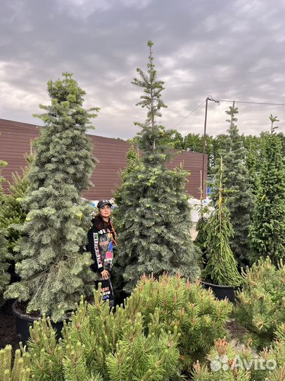 Декоративные растения для сада