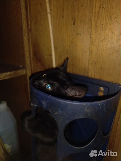 Котики маленькие бесплатно