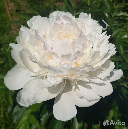 Paeonia Festiva Maxima