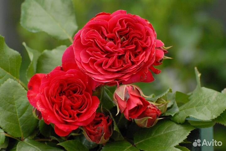 Саженцы Роза Флорибунда Ред Леонардо Давинчи