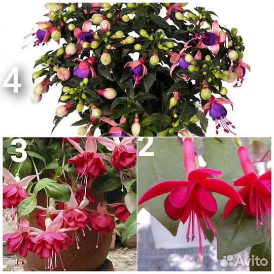 Фуксия укорененный черенок