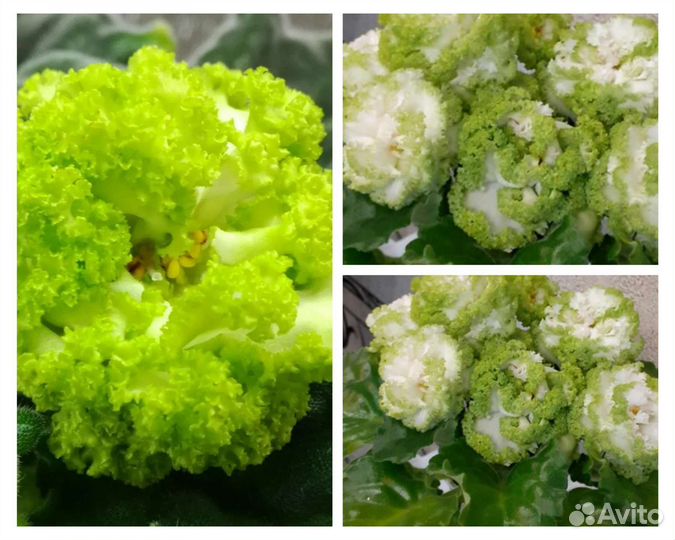 Самые красивые цветы