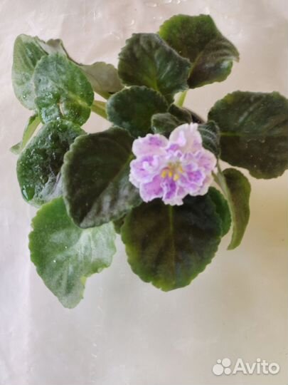 Фиалка сортовая Розмари