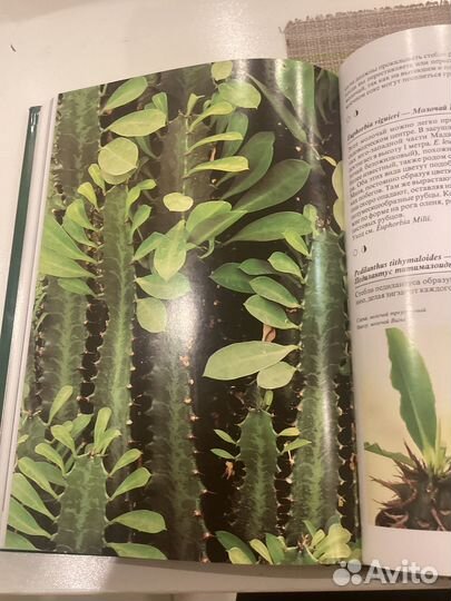 Комнатные растения Энциклопедия