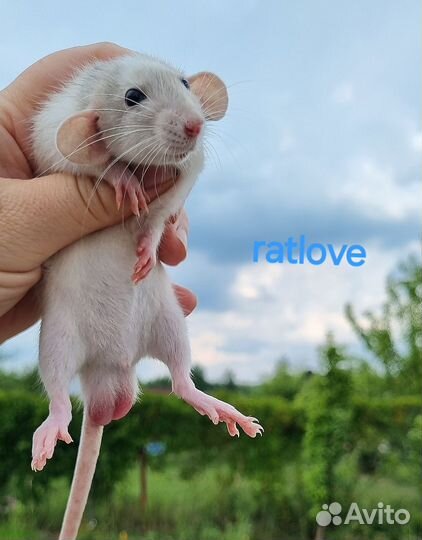 Крысята дамбо малыши от ratlove