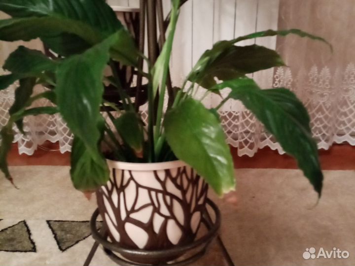 Спатифилиум саженцы