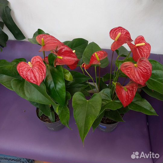 Комнатные растения