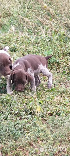 Щенки курцхаара