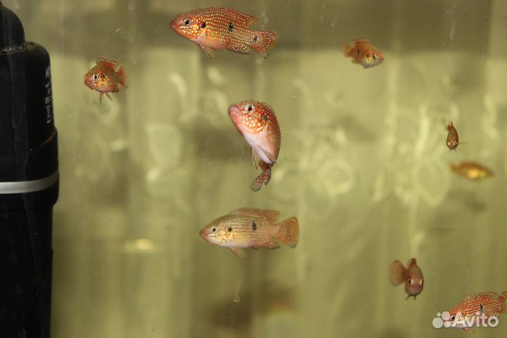 Хромисы красавцы и меченосцы рубиновые