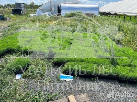 Сеянцы зкс Сосна Ель Лиственница окс Голуб Горн