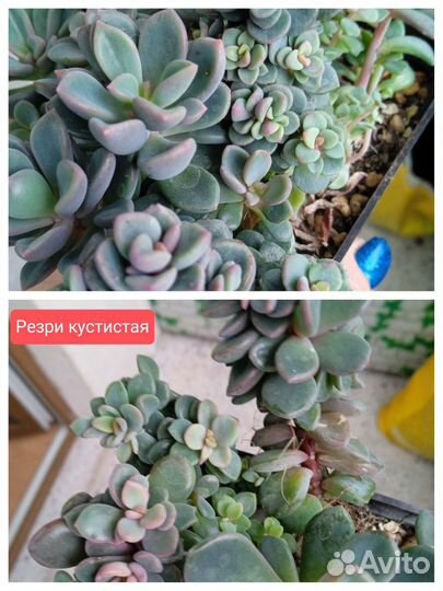 Суккуленты. Обновление