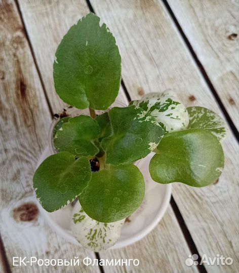 Фиалка ек-Розовый фламинго
