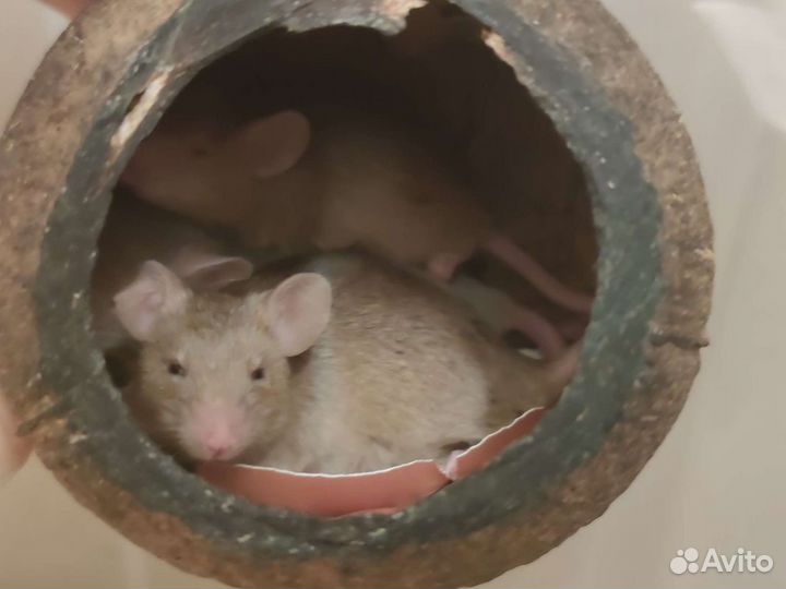 Мыши и мышата