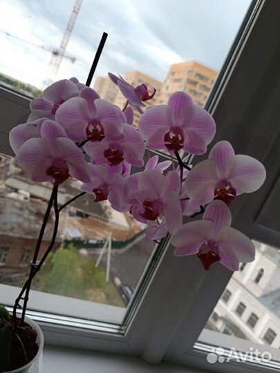 Орхидея дендробиум, Фаленопсис