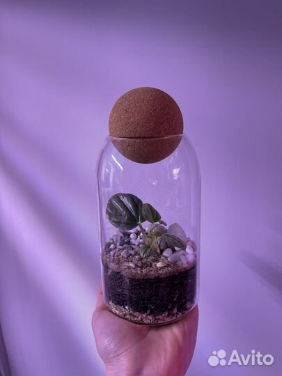 Экосистема с пеперомией Мунлайт