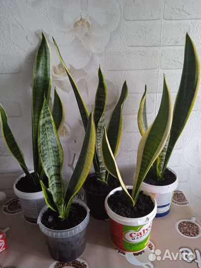 Сансевиерия (тещин язык)