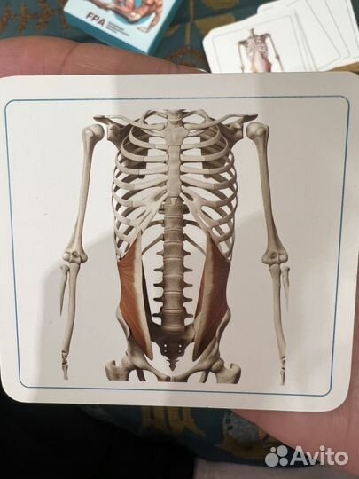 FPA Карточки для изучения мышц человека