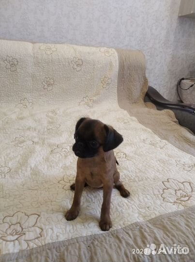 Щенки пти брабансона