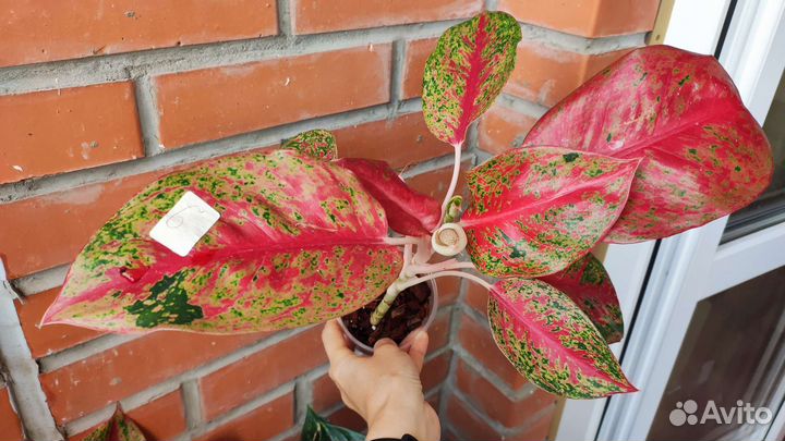 Аглаонема уши слона другие