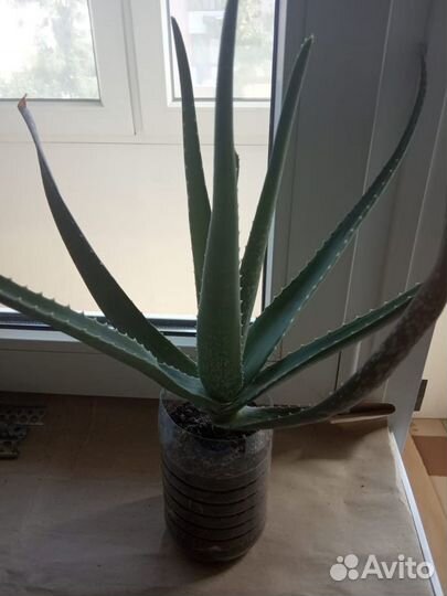 Цветок Алоэ