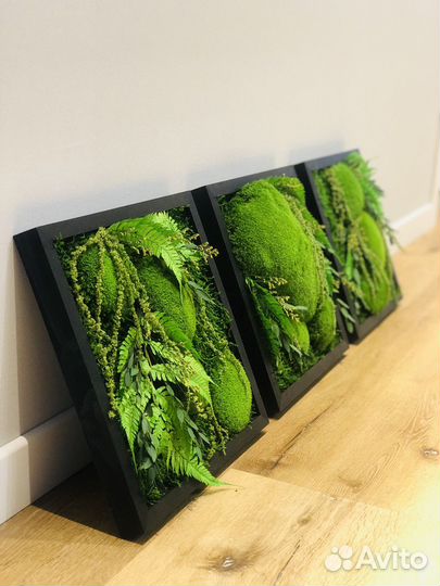 Картина натуральный мох