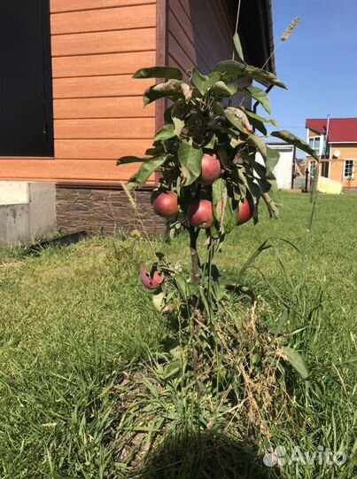 Черенки уникальных и редких сортов плодовых деревь