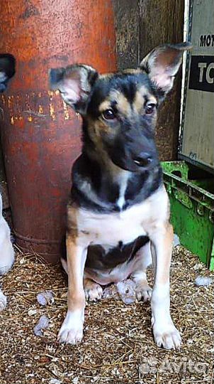 Лана хочет жить дома