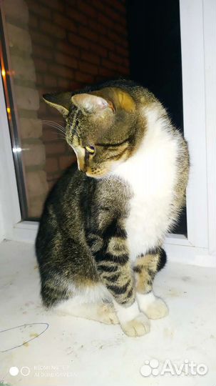 Котик в дар