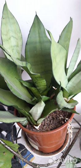 Сансевиерии разные
