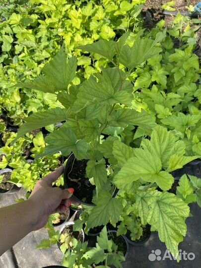 Пузыреплодник “Дартс Голд»