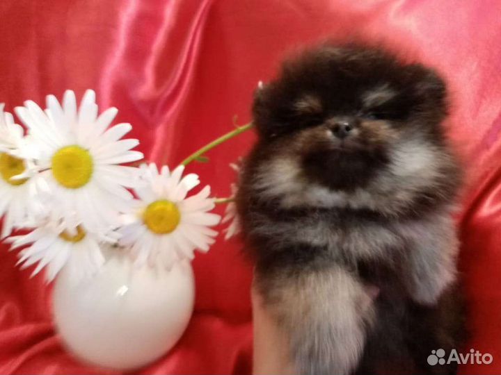 Мишки померанские миник