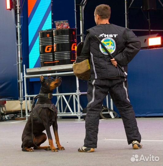 Дрессировка собак