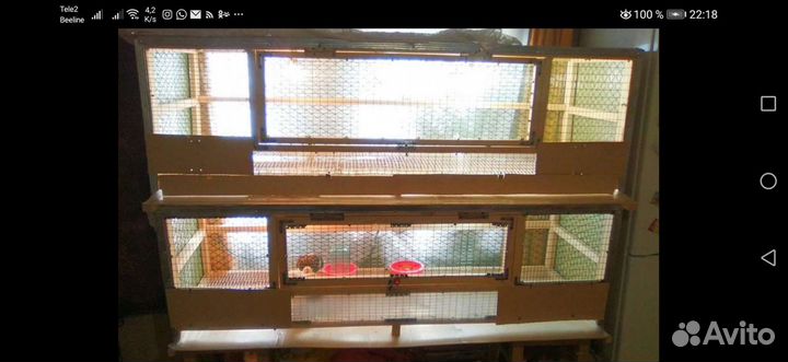 Брудер для цыплят