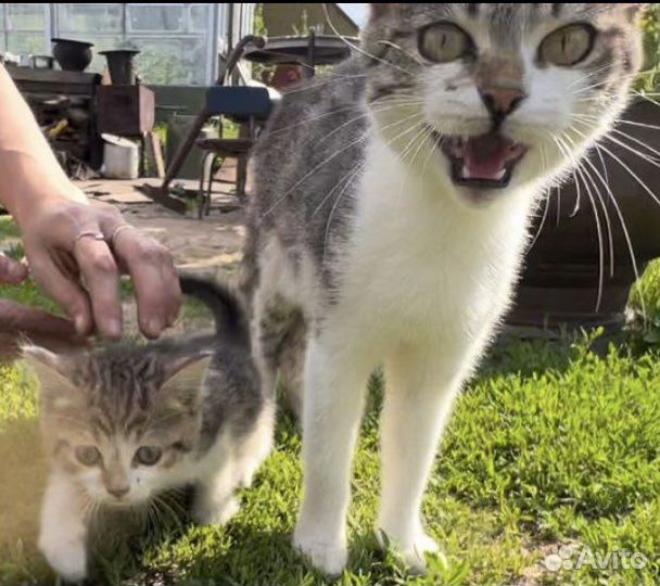 Котята от домашней кошки