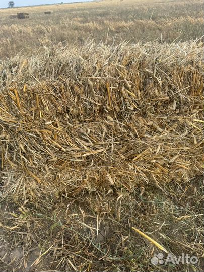 Сено разнотравье