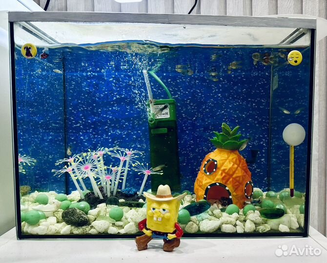 Мальки гуппи