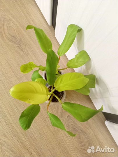 Филодендрон, Кротон, Монстера