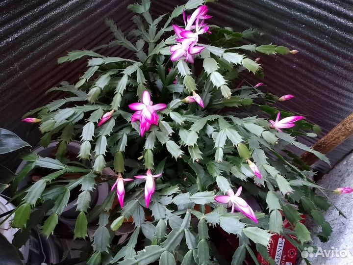 Зигокактус шлюмбергера