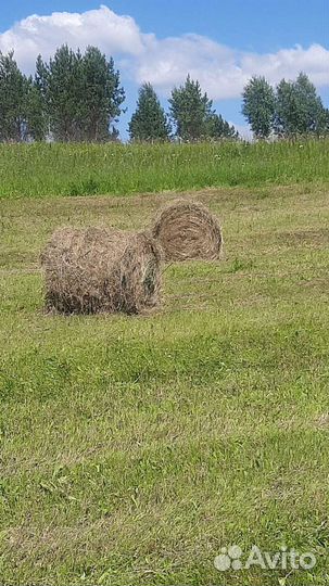 Сено в тюках