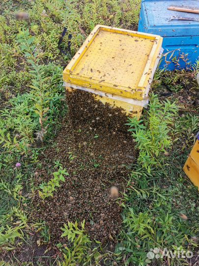 Пчелопакеты карпатка, карника, бакфаст