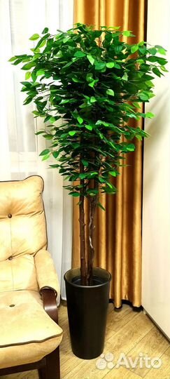 Декоративное дерево Фикус