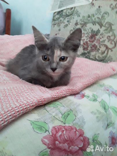 Милая кошечка-3 месяца