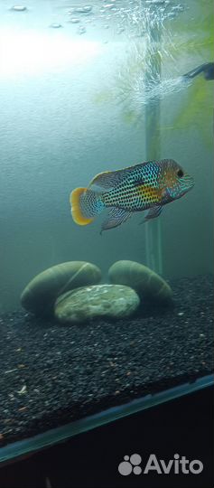 Акара бирюзовая