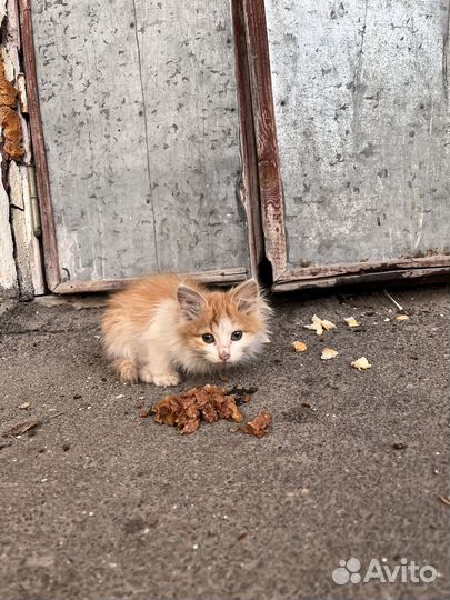 Котик ищет дом